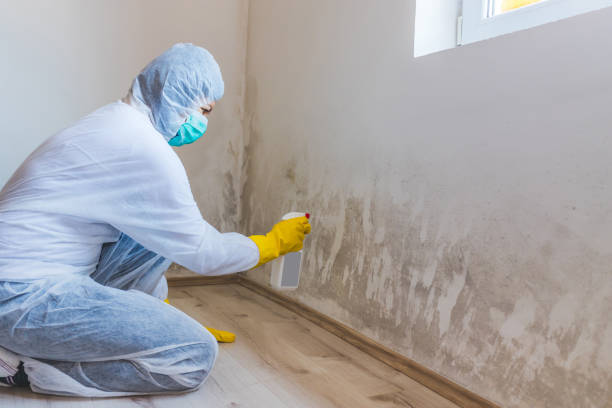 Licensed Commercial Mold Remediation service in Bellevue, IL - 24 Hour Mold Removal